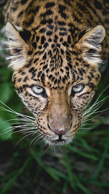 Mammals pin mamfers mammals, Animal HD phone wallpaper