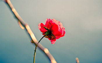 Flowers, Flower, Rose Flower, Rose, Loneliness HD wallpaper