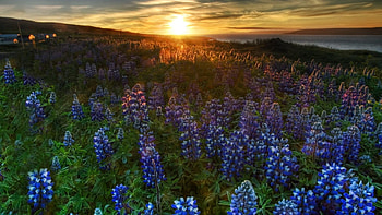 Bluebonnet, Beautiful , Stunning , Vibrant colors HD wallpaper