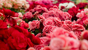 Red Pink White Begonia Rose Flowers Petals Blur Background Flowers HD wallpaper