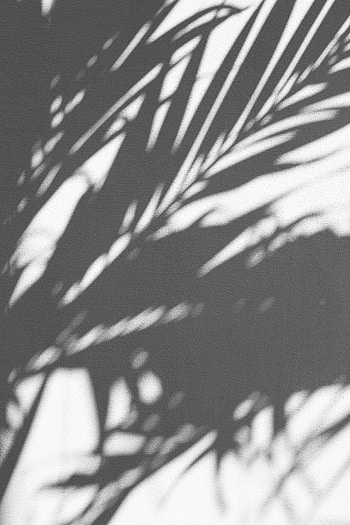 Texture, Textures, Palm, Branches, Shadow, Wall HD phone wallpaper