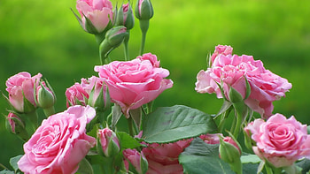 Plants, Flowers HD wallpaper