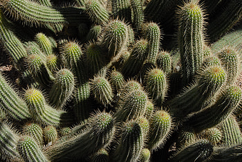 Cactuses, Flowers, Prickles, Thorns, Indoor Plant, Houseplant HD wallpaper