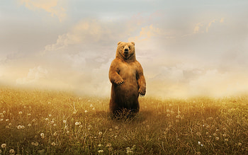 Animals, Grass, Sky, Bear, Field HD wallpaper