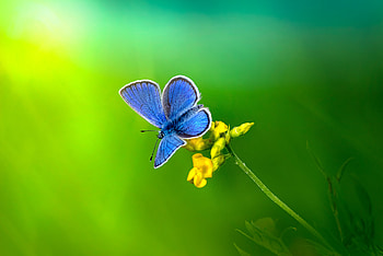 Tinny blue moth, blue, graphy, tinny, insects, butterflies, closeup, moths, bugs, pretty, green, , nature, warm, macro HD wallpaper