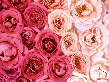 Plants, Flowers, Roses HD wallpaper
