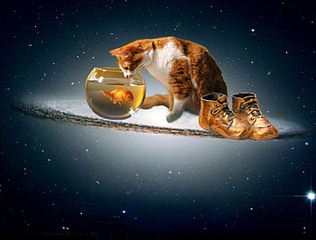 Dinner Time, goldfish bowl, cat, goldfish, boots HD wallpaper