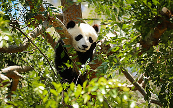 panda on a tree, wildlife, panda, cute animals, bear cub, little panda, wild animals, pandas HD wallpaper