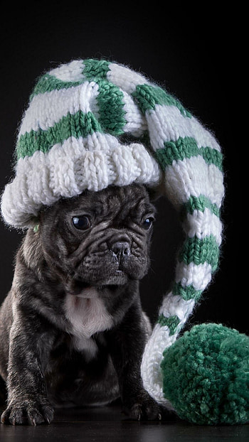 French Bulldog, Cute puppies, Animal graphy, Canine companion HD phone wallpaper