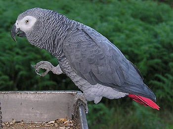 Arican Grey Parrot, african, feeding, Parrot, trees, red tail, Grey, perching HD wallpaper
