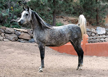 Gray Horse, horse, stallion, animals, cavalo HD wallpaper