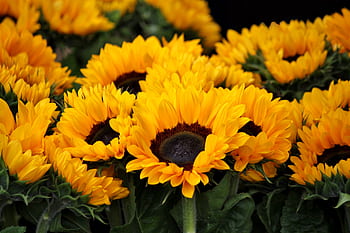 Bright close-up of blooming sunflowers, showcasing vivid yellow petals and lush greenery. HD wallpaper