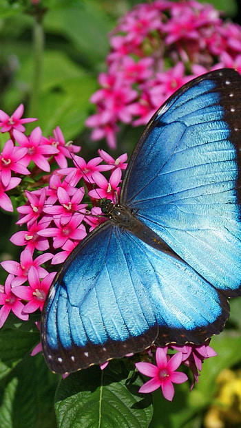 Beautiful, Natural Butterfly, butterfly HD phone wallpaper