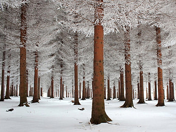 Beautiful wintertime, color, wintertime, beautiful, tree, brown, snow, trees, many, splendor, forest HD wallpaper