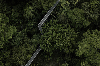 Nature, Trees, View From Above, Forest, Bridge HD wallpaper