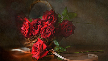 Still life, Roses, Flowers, Bouquet, Red HD wallpaper