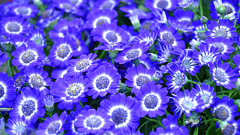 Cineraria, blue, nature, flower HD wallpaper