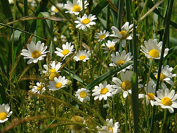 Flowers, Grass, Camomile, Field, Ears, Spikes HD wallpaper
