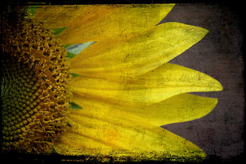 Sunflower, sunflowers, yellow, flower, flowers HD wallpaper