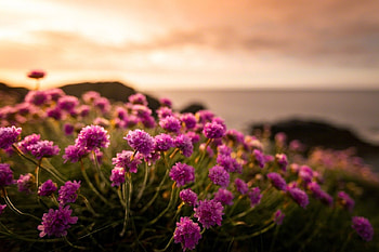 Flowers, soft, pink, nature HD wallpaper