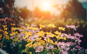 Pink And Yellow Flowers , flowers, nature HD wallpaper