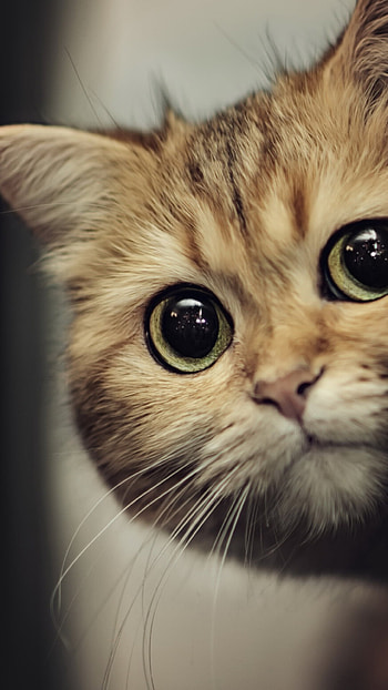 Charming cat , High-quality , Cute and adorable, Playful pose HD phone wallpaper