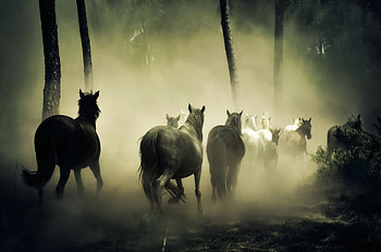 Horses, herd, run, forest HD wallpaper