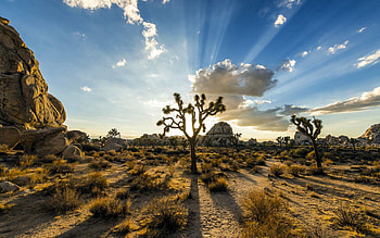 Plants, Nature, Sky, Usa, United States, Joshua Three Park HD wallpaper