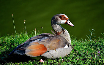 Animals, Grass, Feather, Lake, Lie, To Lie Down, Duck HD wallpaper