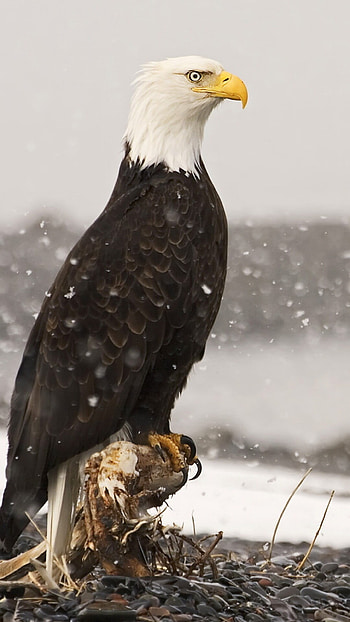 Iconic American bird, Majestic wingspan, Fierce predator, National symbol HD phone wallpaper