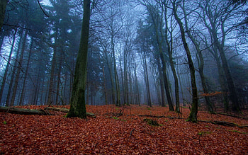 Nature, Autumn, Leaves, Forest, Land, Earth, Carpet HD wallpaper