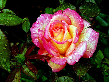Plants, Flowers, Roses HD wallpaper