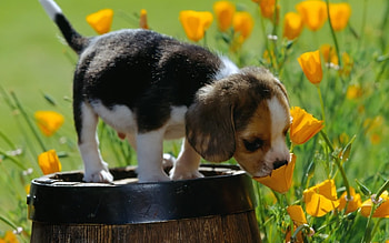 Animals, Dogs HD wallpaper