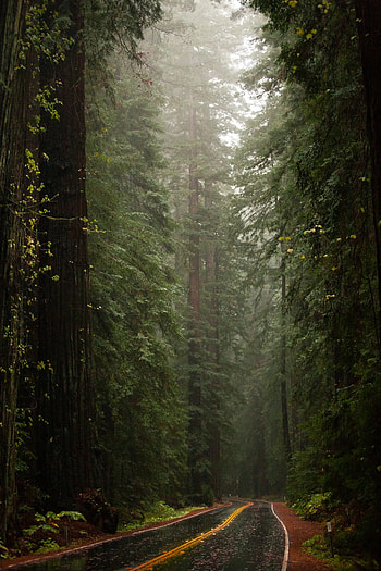 Redwood trees, California, Massive trees, Natural wonders HD phone wallpaper