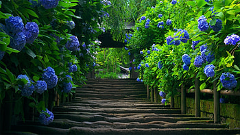 Plants, Landscape, Flowers, Asia HD wallpaper