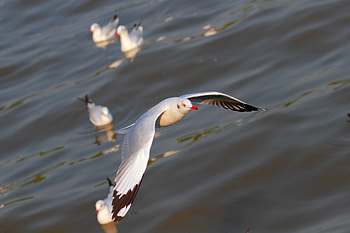 Animals, Birds, Seagulls, Flight, Wave, Sweep HD wallpaper