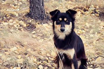 Animals, Autumn, Sit, Fluffy, Dog HD wallpaper
