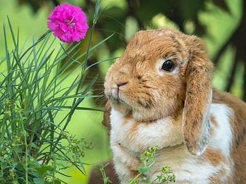 Rabbit Charm: Nature’s Gentle Beauty in Bloom, Animal, rabbit HD wallpaper