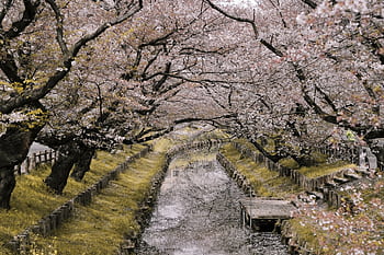 que canal lined with cherry blossom trees during spring in Japan. HD wallpaper