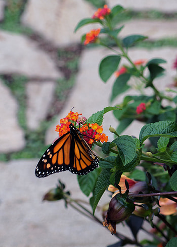 Animals, Flowers, Leaves, Pattern, Insect, Butterfly, Wings HD phone wallpaper