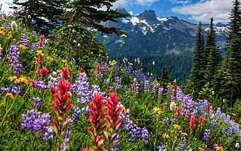 Mountain Wildflowers, wildflowers, fields, nature, flowers, mountains HD wallpaper