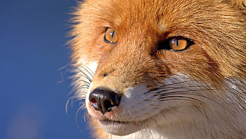 Animals, Fox, Muzzle, Eyes, Nose HD wallpaper