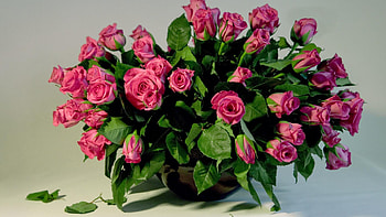 Plants, Roses, Bouquets HD wallpaper
