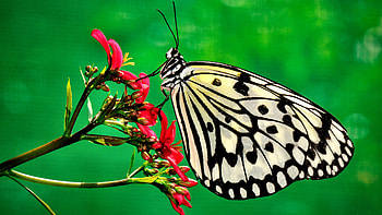 Black and White Butterfly F, animal, wide screen, wildlife, butterfly, graphy, beautiful HD wallpaper