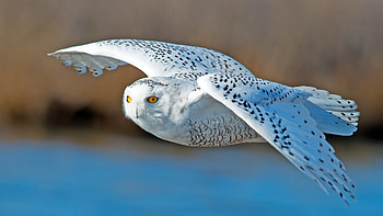 Owl Predator, owl, predator, birds HD wallpaper