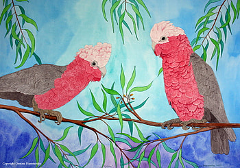 PINK AND GREY GALAH'S, mates, chatting, pink, grey HD wallpaper