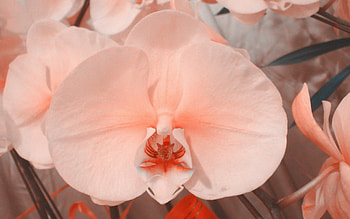 Beautiful orchids, flowers, bloom, orchids, petals HD wallpaper