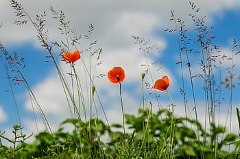 Bright red poppies against a blue sky with grass in the foreground. HD wallpaper