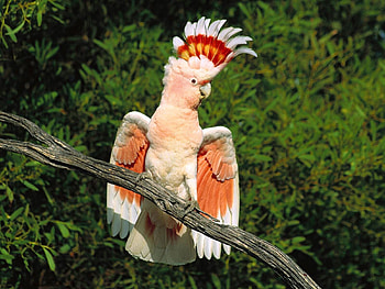 Animals, Parrots, Feather, Sit, Beautiful, Branch, Mane HD wallpaper