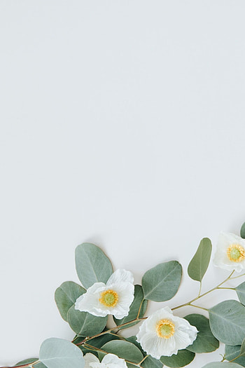 White Poppy, Eucalyptus leaves background, Premium , Jira leaf HD phone wallpaper